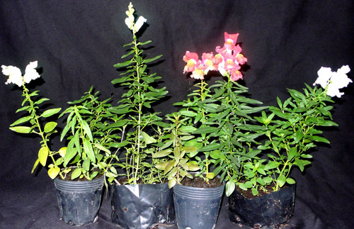Nghiên[-]cứu[-]giống[-]hoa[-]về[-]từ[-]vũ[-]trụ[-]3